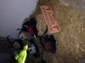 foto-2-3