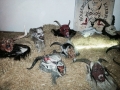 foto-2